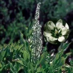 Range of Light - Corn Lily - .25 fl oz
