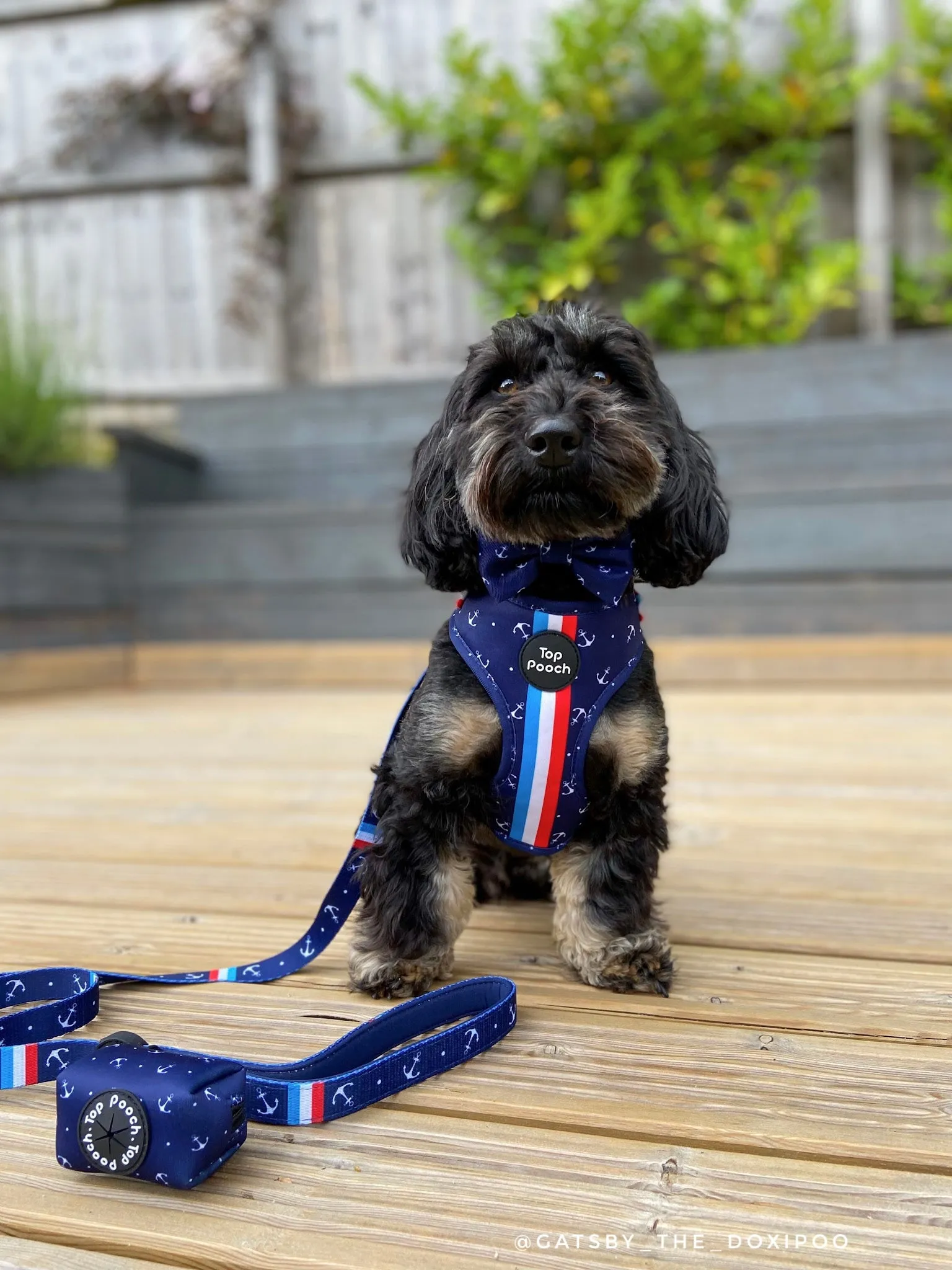 Riviera Dog Harness