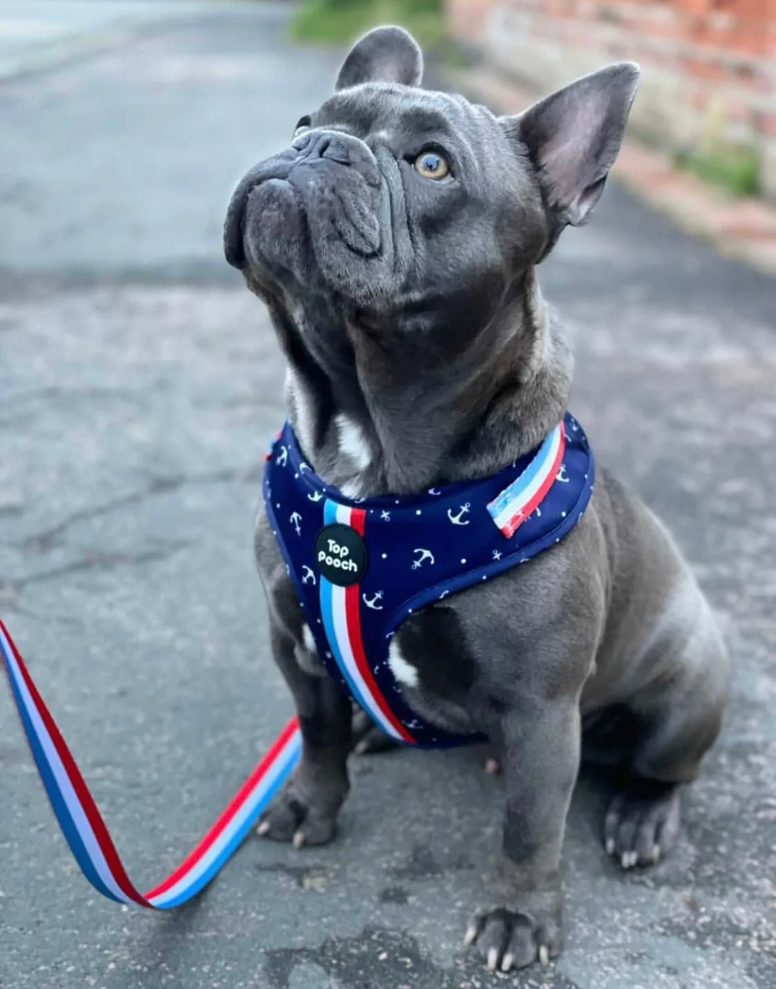 Riviera Dog Harness