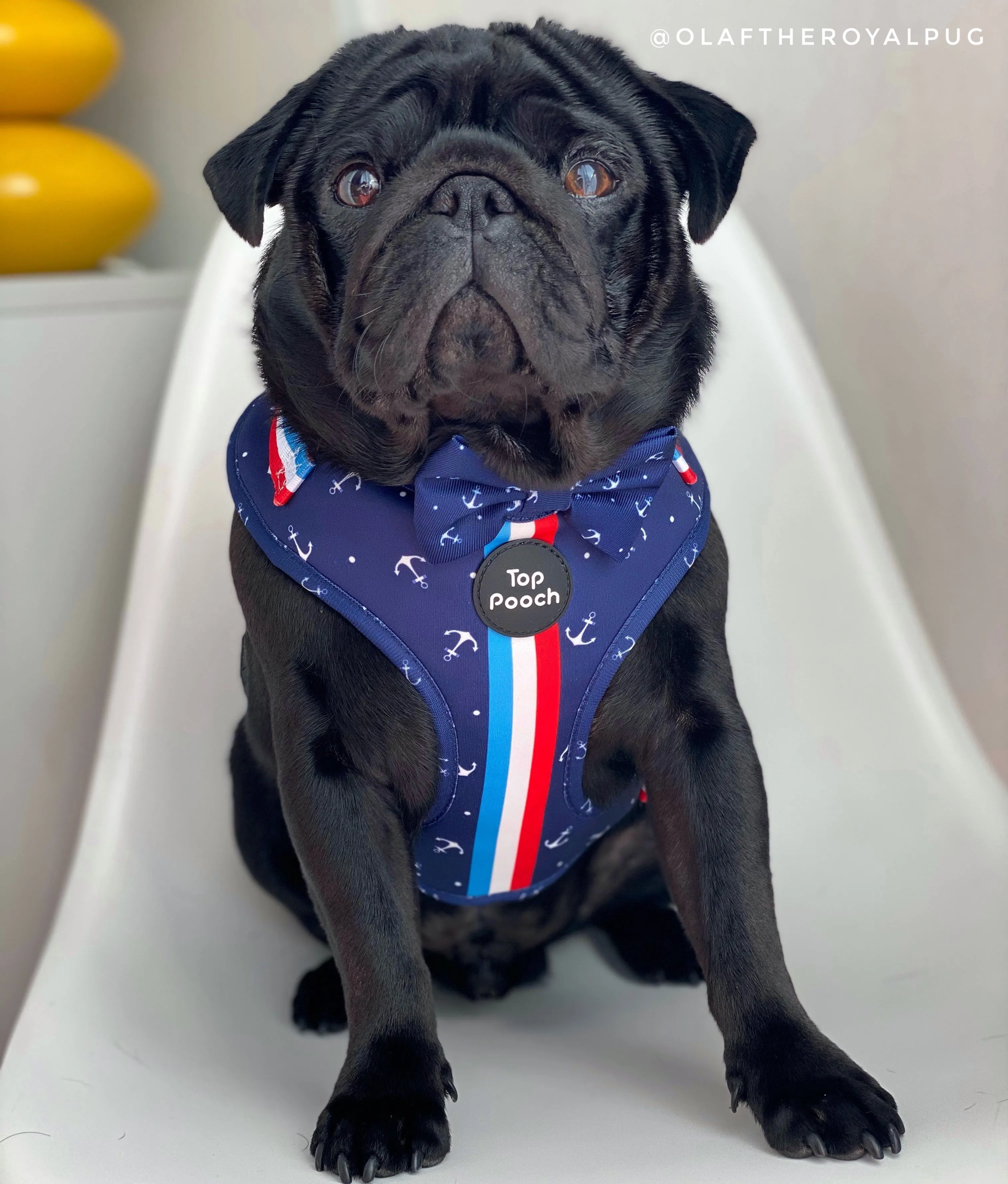 Riviera Dog Harness