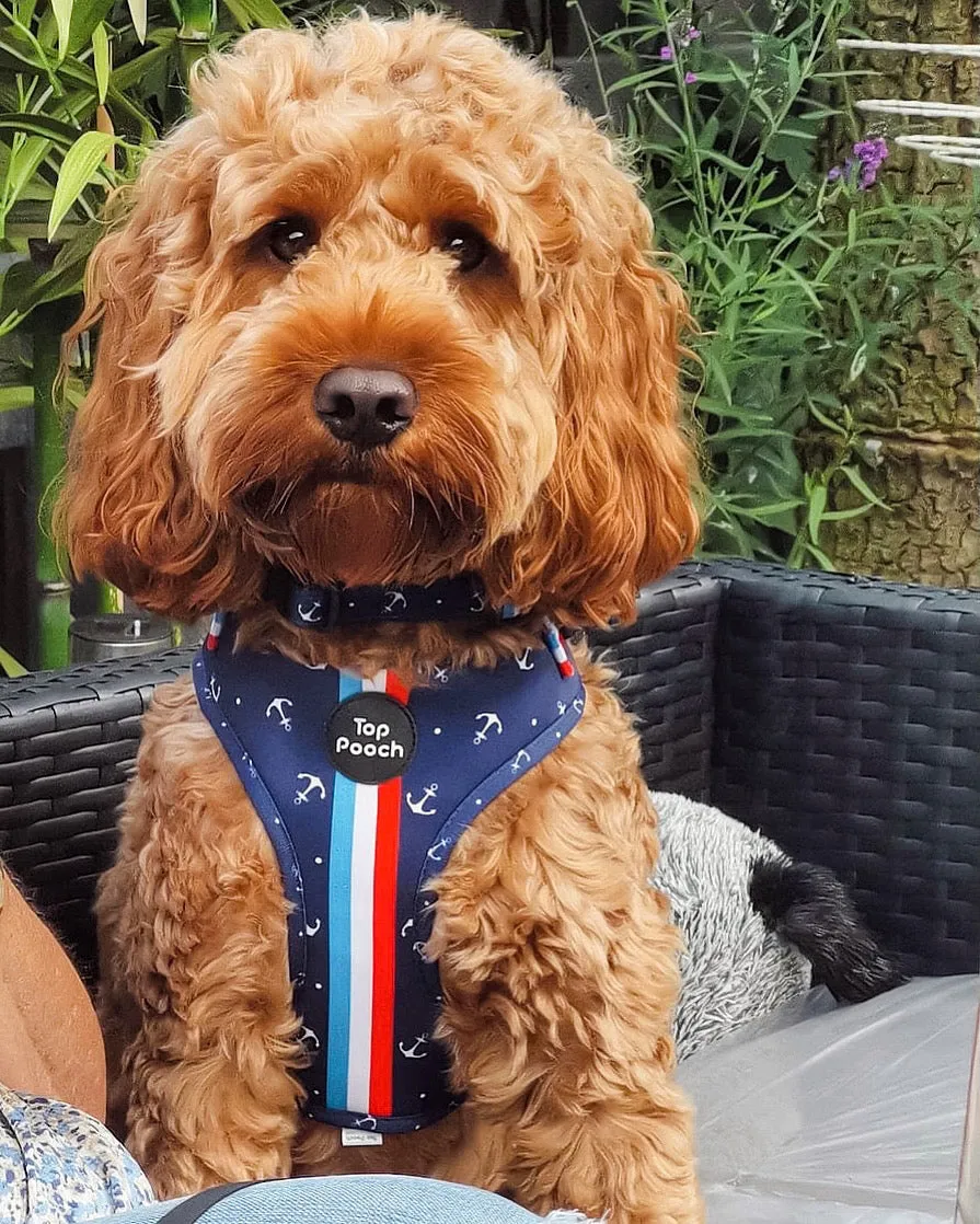 Riviera Dog Harness
