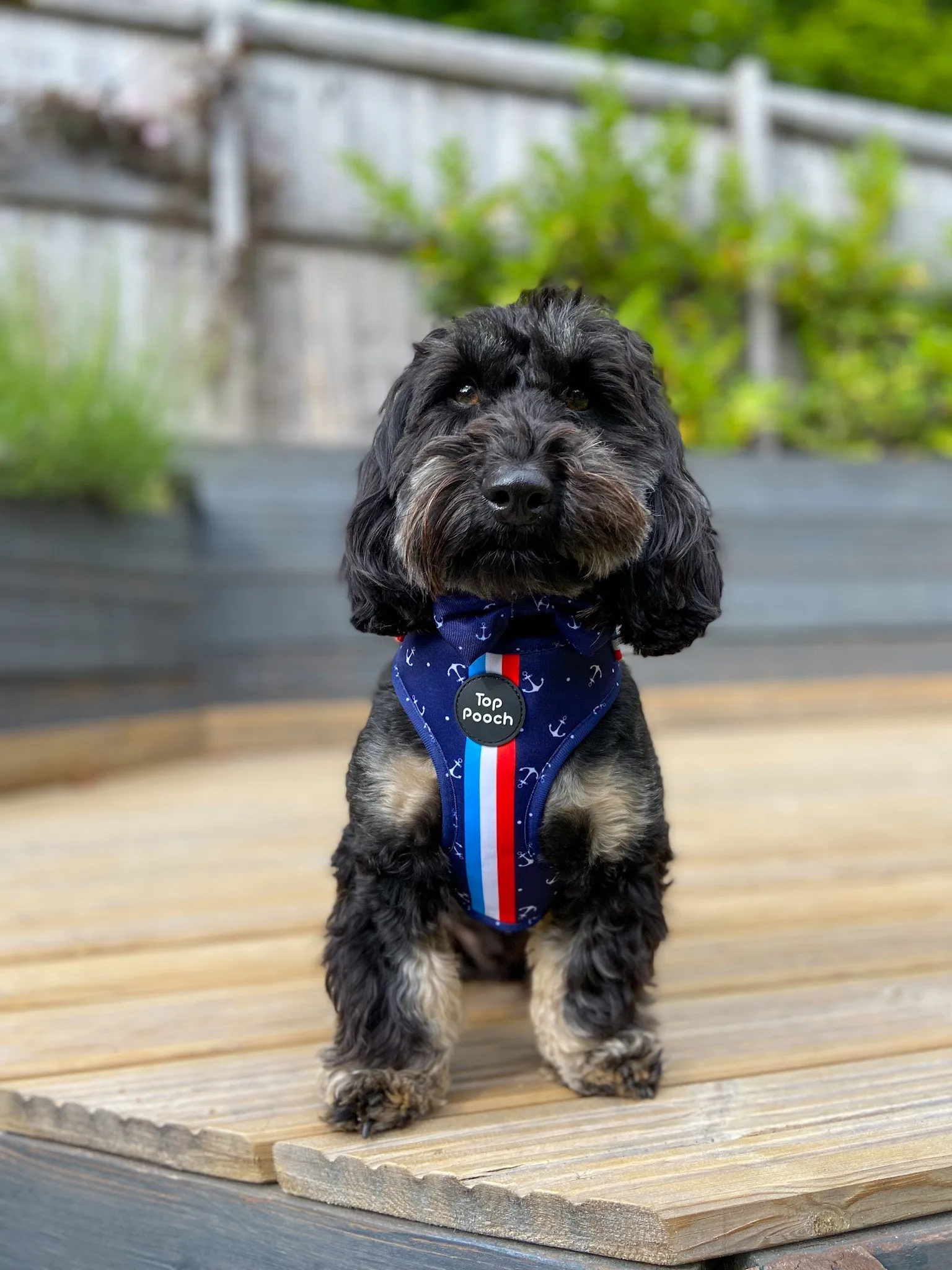 Riviera Dog Harness