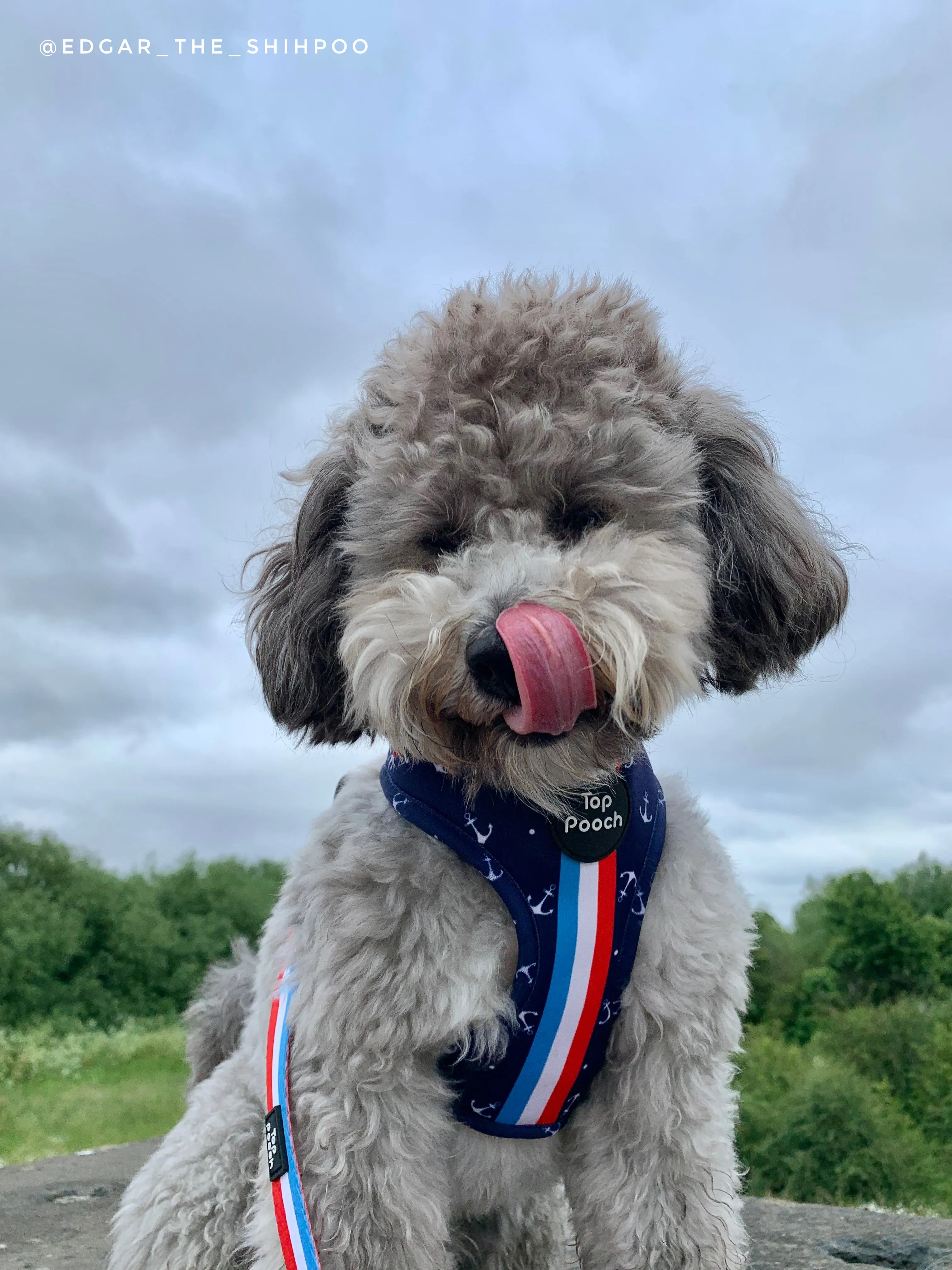 Riviera Dog Harness