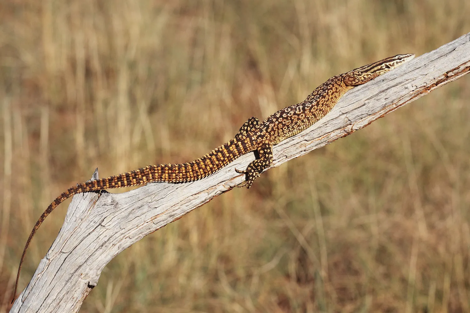 YELLOW ACKIE MONITOR (Varanthus acanthurus)