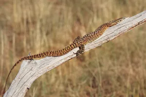 YELLOW ACKIE MONITOR (Varanthus acanthurus)